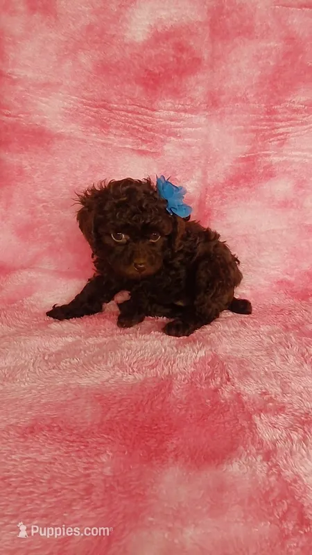 Piper F charting to be 5.5-6lbs – Poodle - Toy  puppy for sale in Southgate, MI