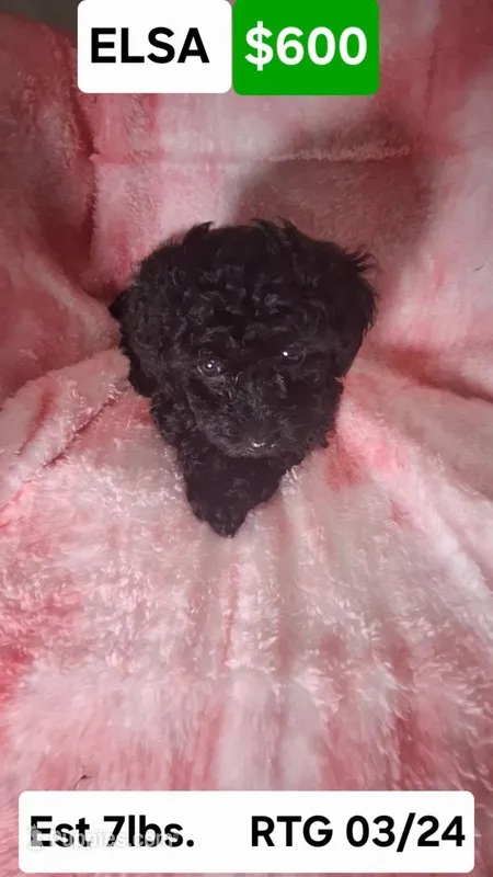Elsa EST 7.5 lbs – Poodle - Toy  puppy for sale in Southgate, MI