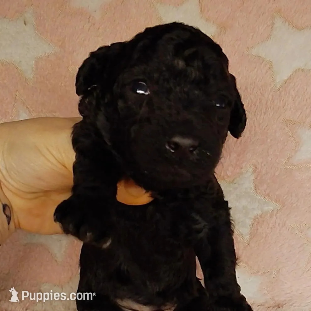 Elsa, a female Poodle - Toy  for sale in Southgate, MI – Photo 2 of 2