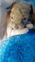 Nugget charting to be 4.5lbs, a male Poodle - Toy  for sale in Southgate, MI – 3 of 3