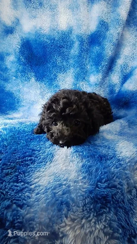 Gray toy poos start out black – Poodle - Toy  puppy for sale in Southgate, MI