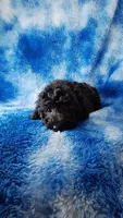 Gray toy poos start out black, a male Poodle - Toy  for sale in Southgate, MI – 1 of 10
