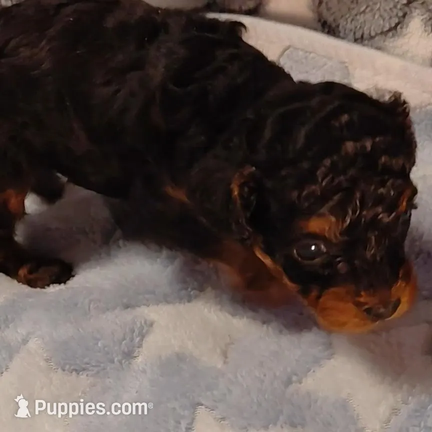 Jack, a male Poodle - Toy  for sale in Southgate, MI – Photo 3 of 4