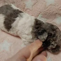 Patty est. 6-6.5lbs, a female Poodle - Toy  for sale in Southgate, MI – Photo 5 of 5