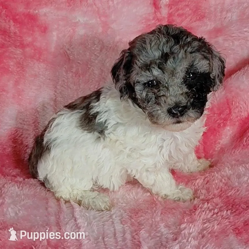 Patty est. 6-6.5lbs – Poodle - Toy  puppy for sale in Southgate, MI