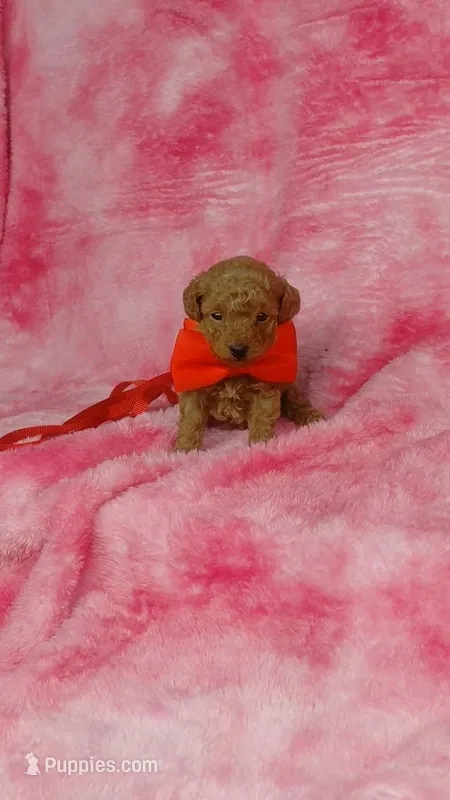Blinky – Poodle - Toy  puppy for sale in Southgate, MI