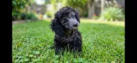 Blue/gray Wesley toy poodle, a male Poodle - Toy  for sale in Southgate, MI – 6 of 9