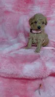 Pinky, a female Poodle - Toy  for sale in Southgate, MI – 7 of 10