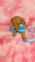 Inky, a male Poodle - Toy  for sale in Southgate, MI – 6 of 8