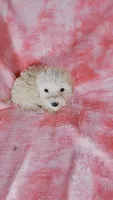 Angel, a female Poodle - Toy  for sale in Southgate, MI – Photo 1 of 8