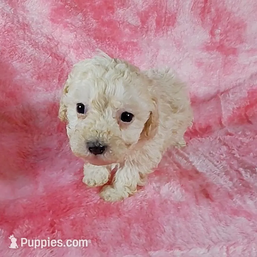 Angel est. 6-6.5lbs – Poodle - Toy  puppy for sale in Southgate, MI