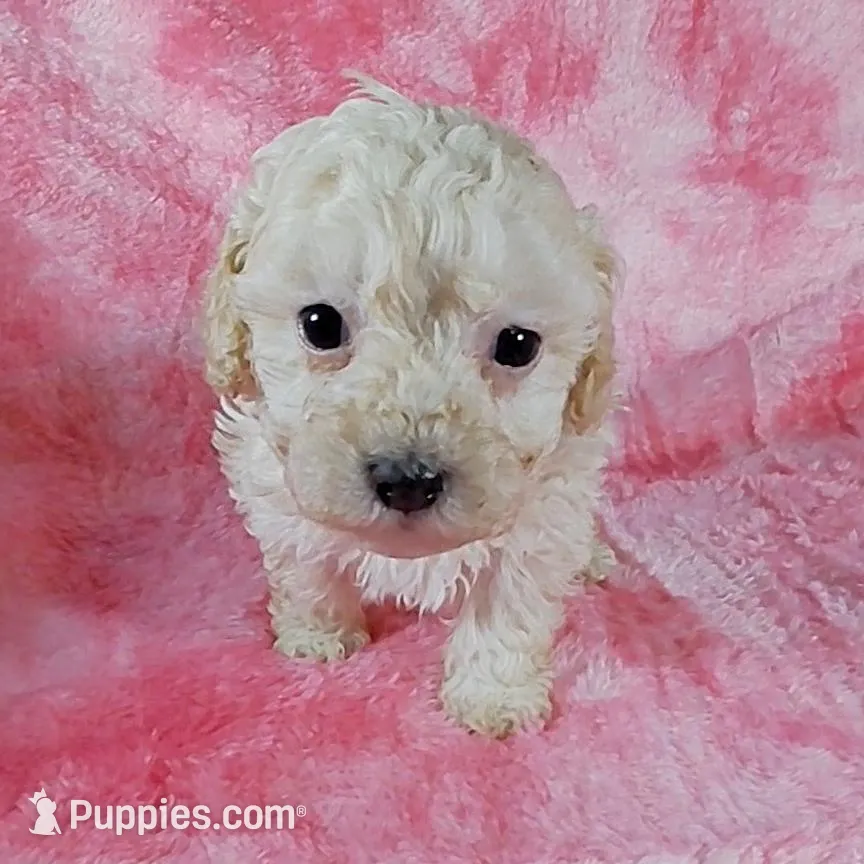 Angel est. 6-6.5lbs, a female Poodle - Toy  for sale in Southgate, MI – Photo 2 of 5