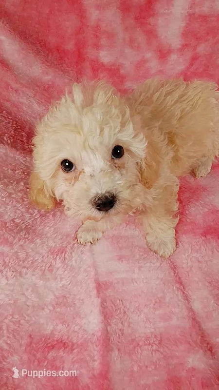Angel – Poodle - Toy  puppy for sale in Southgate, MI