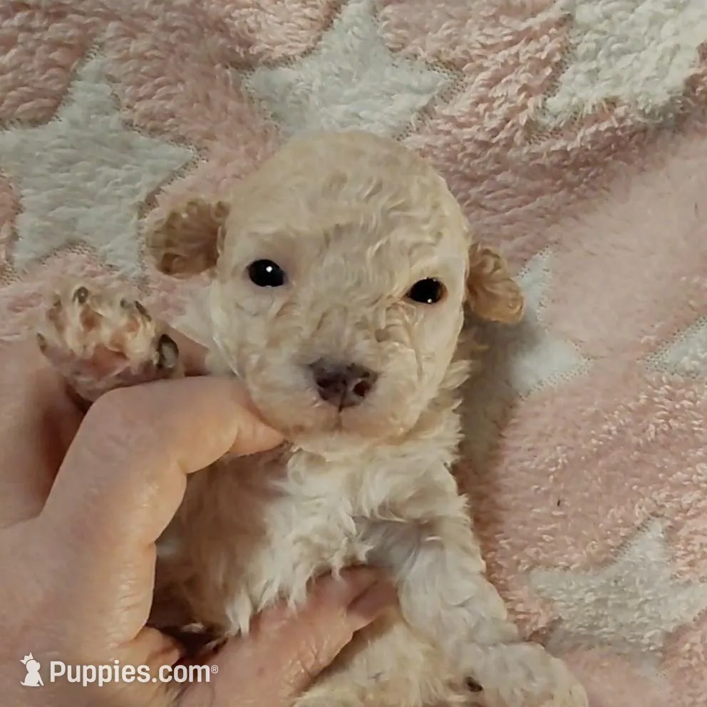 Snow angel, a female Poodle - Toy  for sale in Southgate, MI – Photo 2 of 2