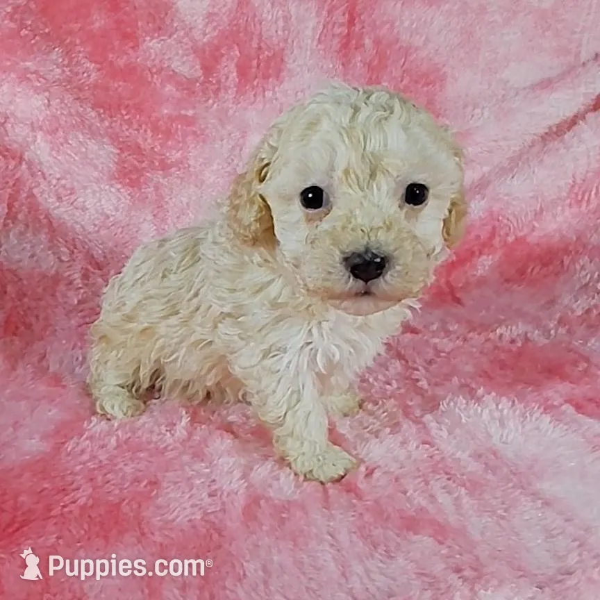 Angel est. 6-6.5lbs, a female Poodle - Toy  for sale in Southgate, MI – Photo 3 of 5