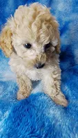 Dott, a female Poodle - Toy  for sale in Southgate, MI – 7 of 10
