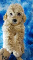 Dott, a female Poodle - Toy  for sale in Southgate, MI – 3 of 10