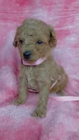 Pinky, a female Poodle - Toy  for sale in Southgate, MI – 6 of 10