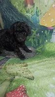 Prue F 5.5-6 lbs Estimate, a female Poodle - Toy  for sale in Southgate, MI – 2 of 10