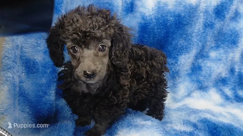 Wesley will be Gray like his face – Poodle - Toy  puppy for sale in Southgate, MI