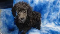 Wesley will be Gray like his face, a male Poodle - Toy  for sale in Southgate, MI – 1 of 10