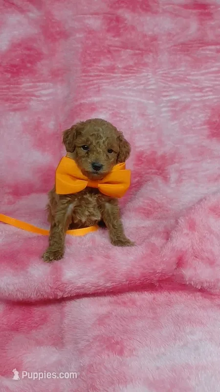 Clyde – Poodle - Toy  puppy for sale in Southgate, MI