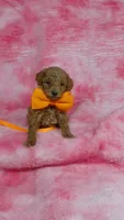 Clyde, a male Poodle - Toy  for sale in Southgate, MI – 1 of 5