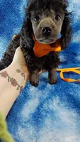 Wesley-- lightens to Gray, a male Poodle - Toy  for sale in Southgate, MI – 5 of 10