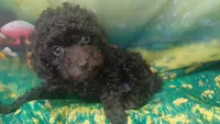 Mocha 6lbs Estimate. Ready2go, a female Poodle - Toy  for sale in Southgate, MI – 8 of 9