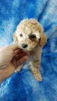 Dott, a female Poodle - Toy  for sale in Southgate, MI – 6 of 10