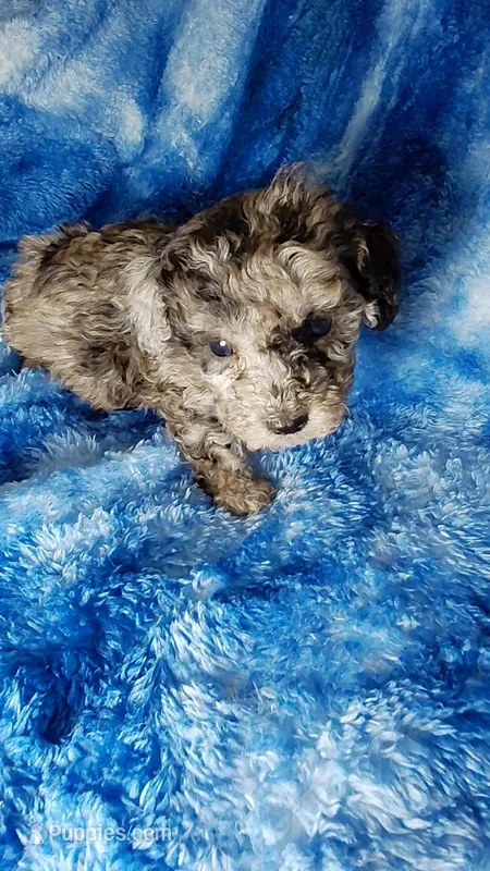 Earl – Poodle - Toy  puppy for sale in Southgate, MI