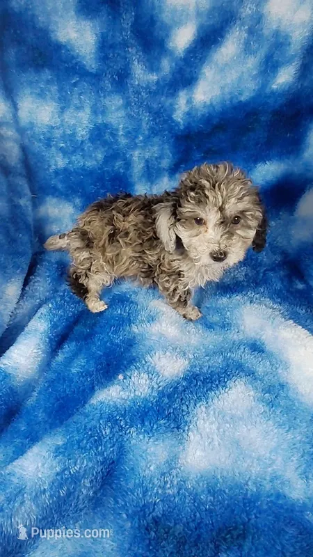 Earl – Poodle - Toy  puppy for sale in Southgate, MI