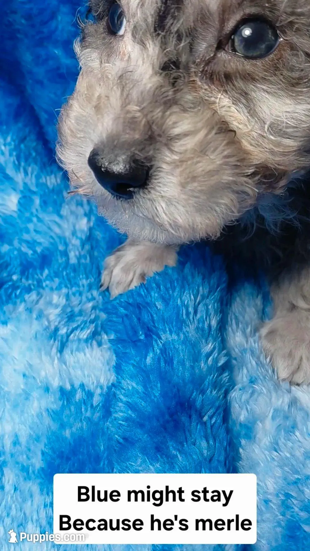 Earl, a male Poodle - Toy  for sale in Southgate, MI – Photo 5 of 6