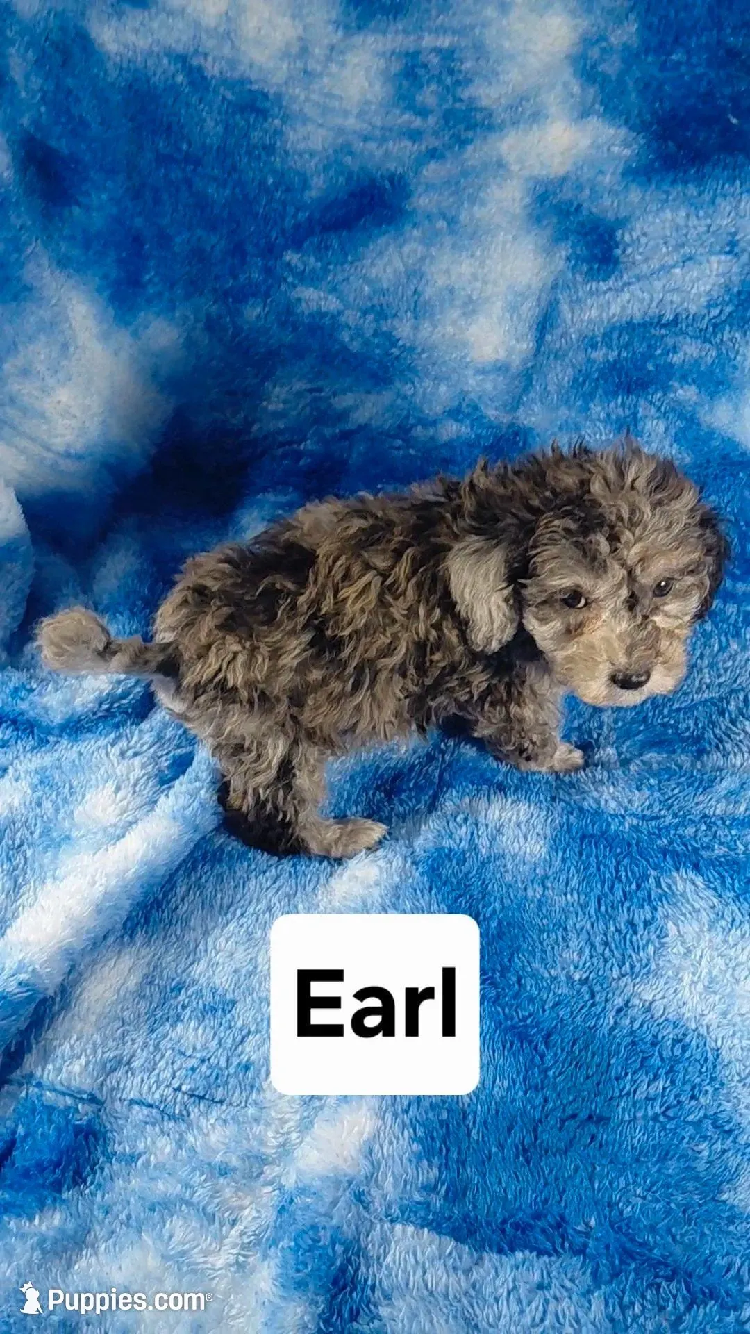 Earl, a male Poodle - Toy  for sale in Southgate, MI – Photo 4 of 6