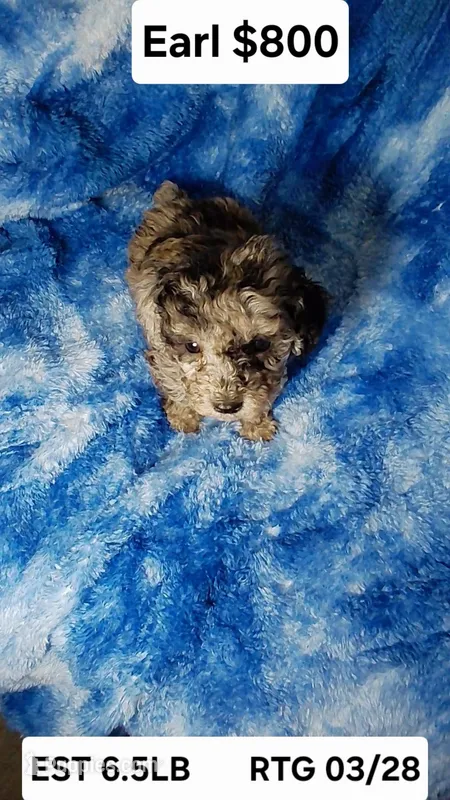 Earl est.6-6.5lbs – Poodle - Toy  puppy for sale in Southgate, MI