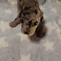 Earl est.6-6.5lbs, a male Poodle - Toy  for sale in Southgate, MI – Photo 5 of 5