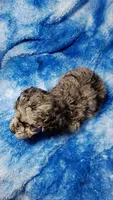 Earl est.6-6.5lbs, a male Poodle - Toy  for sale in Southgate, MI – Photo 3 of 5