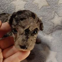 Earl est.6-6.5lbs, a male Poodle - Toy  for sale in Southgate, MI – Photo 4 of 5