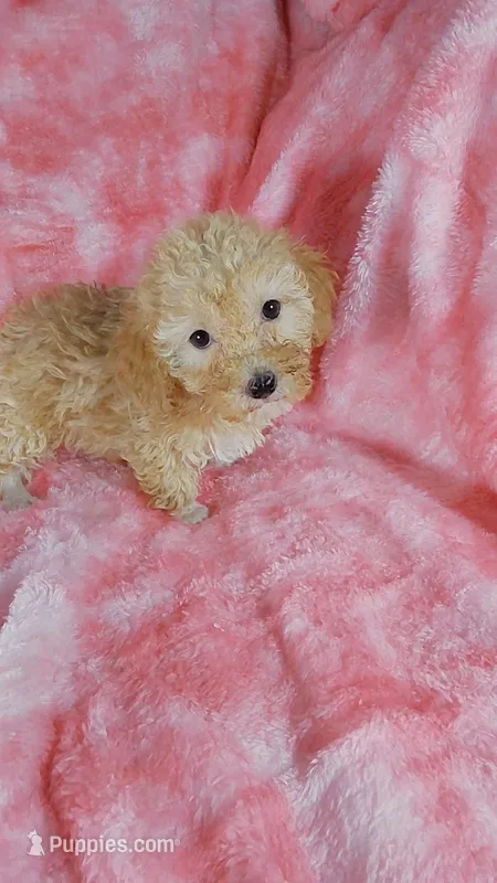 Butterscotch – Poodle - Toy  puppy for sale in Southgate, MI