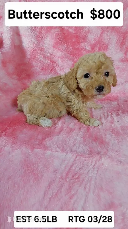 Butterscotch est. 6-6.5lbs – Poodle - Toy  puppy for sale in Southgate, MI