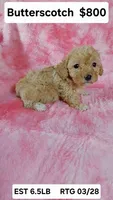 Butterscotch est. 6-6.5lbs, a female Poodle - Toy  for sale in Southgate, MI – Photo 1 of 3