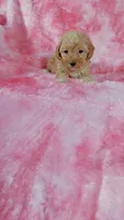 Butterscotch est. 6-6.5lbs, a female Poodle - Toy  for sale in Southgate, MI – Photo 2 of 3