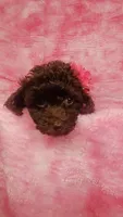Prue 6 lbs Estimate see Video, a female Poodle - Toy  for sale in Southgate, MI – 5 of 6