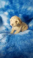 Woody, a male Poodle - Toy  for sale in Southgate, MI – 7 of 7