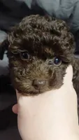 Mocha 6lbs Estimate. Ready2go, a female Poodle - Toy  for sale in Southgate, MI – 4 of 9