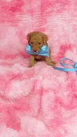 Inky, a male Poodle - Toy  for sale in Southgate, MI – 5 of 8