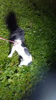 Moomoo Cow, a female Poodle - Miniature  for sale in Southgate, MI – 3 of 5