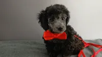 Wes Blue/gray toy poodle, a male Poodle - Toy  for sale in Southgate, MI – 4 of 9