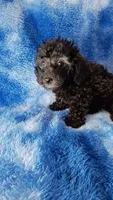 Gray toy poos start out black, a male Poodle - Toy  for sale in Southgate, MI – 5 of 10