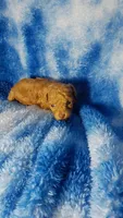 Nugget charting to be 4.5lbs, a male Poodle - Toy  for sale in Southgate, MI – 1 of 3